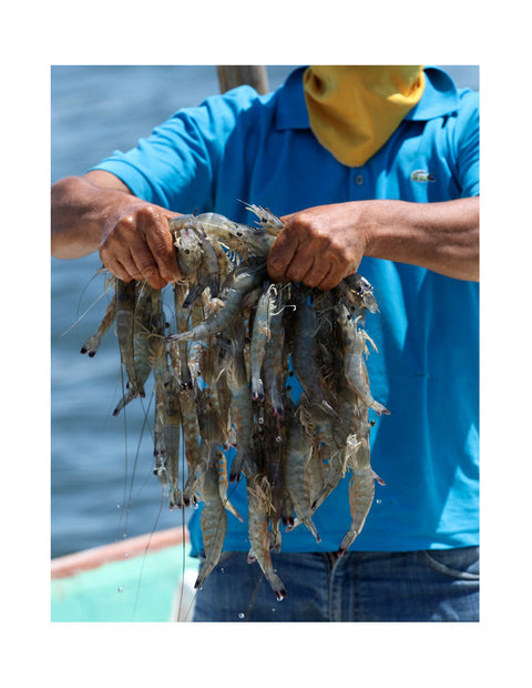 Camarón Azul Sin Cabeza BLOCK 2.27kg