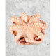 Pulpo en Flor 9kg