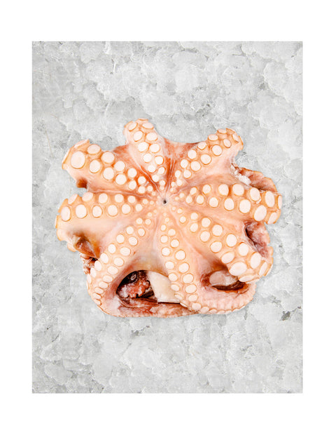 Pulpo en Flor 9kg